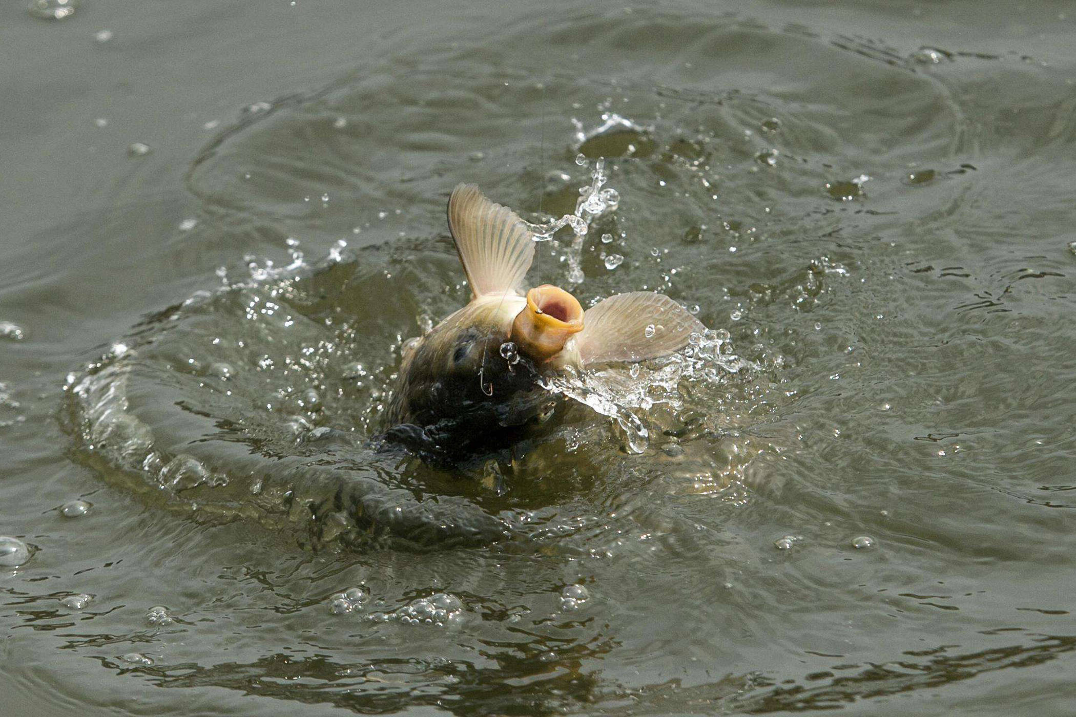 鱼住纯_鱼住纯_鱼住纯