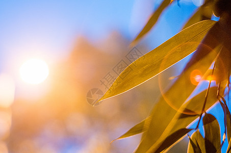 路西法玄月_路西法的绝招_路西法玄月小说