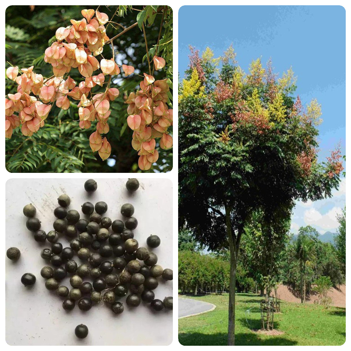 光树_树的拼音_树獭