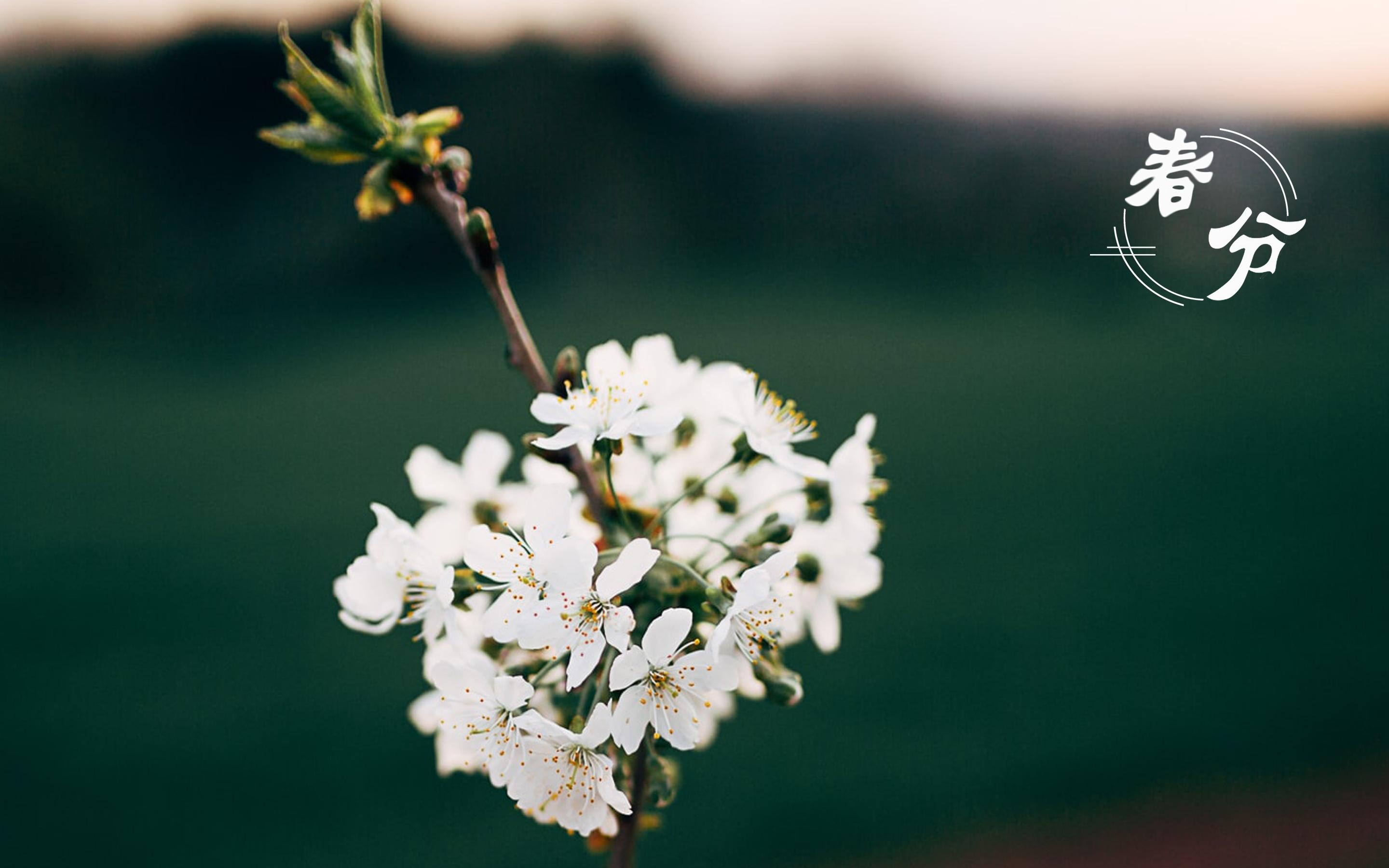 春分花_春分花信风_春分花草香的全诗