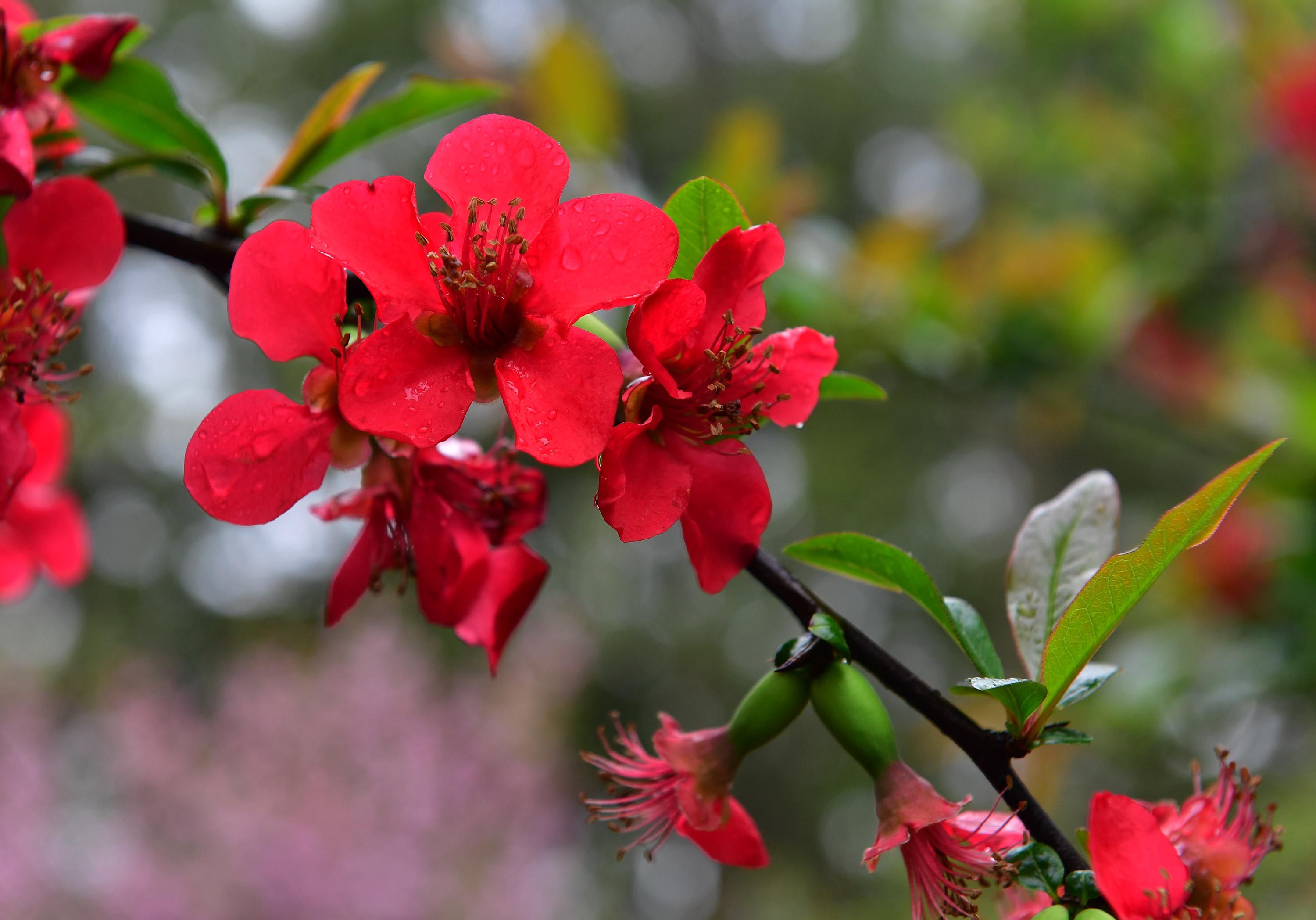 春分花信风_春分花草香的全诗_春分花