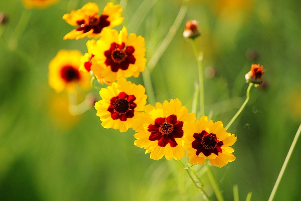 植野直花喜欢石田将也吗_植野直花壁纸_植野直花