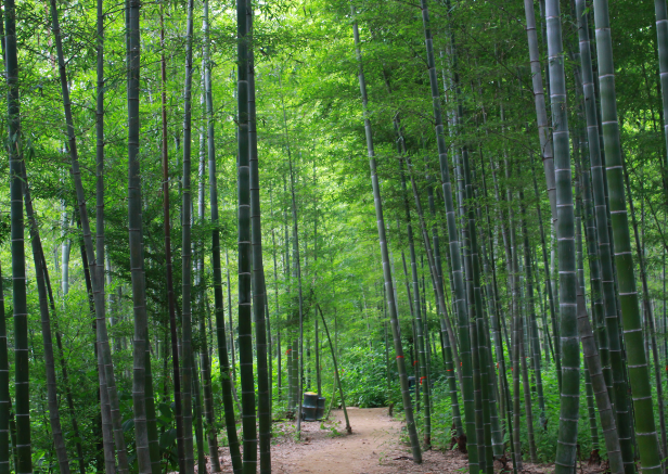 竹兰梅菊_竹兰什么的都是浮云_竹兰