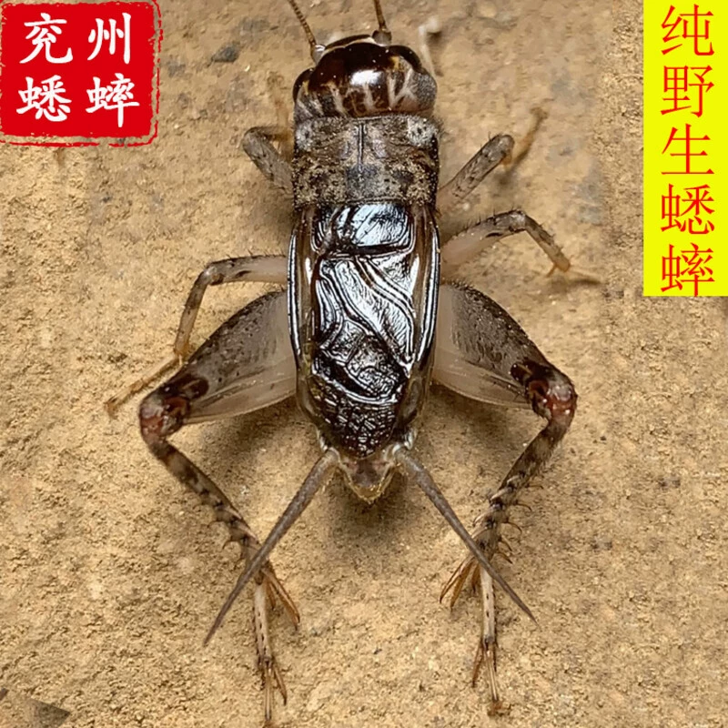 蟋蟀15原型车_蟋蟀15歼击车_蟋蟀15歼击车构造图