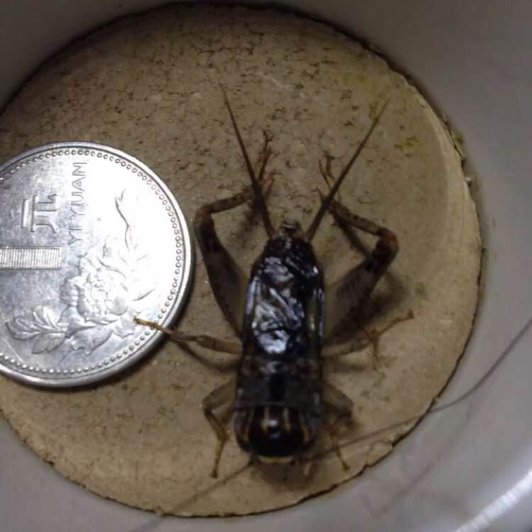 蟋蟀15原型车_蟋蟀15歼击车_蟋蟀15歼击车构造图