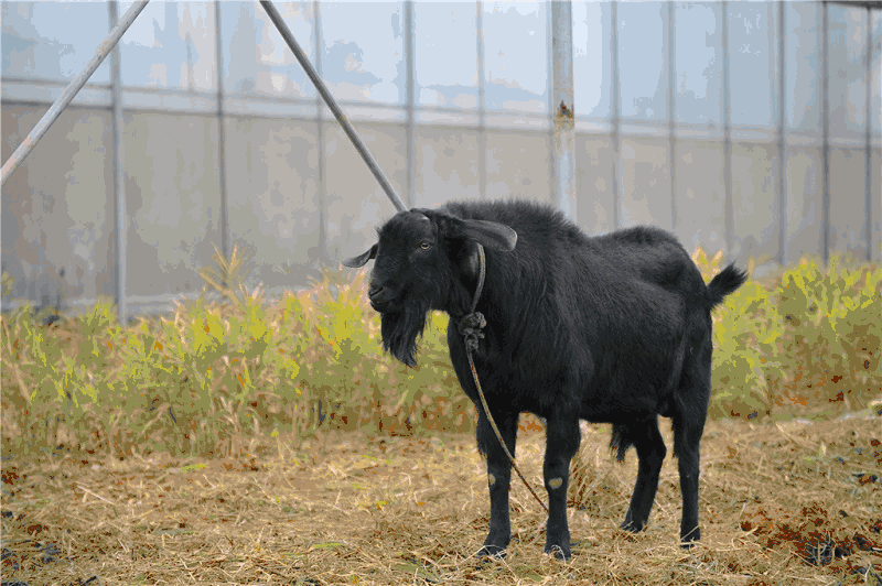 羊是年龄_羊年是哪一年_羊是年老色衰吗