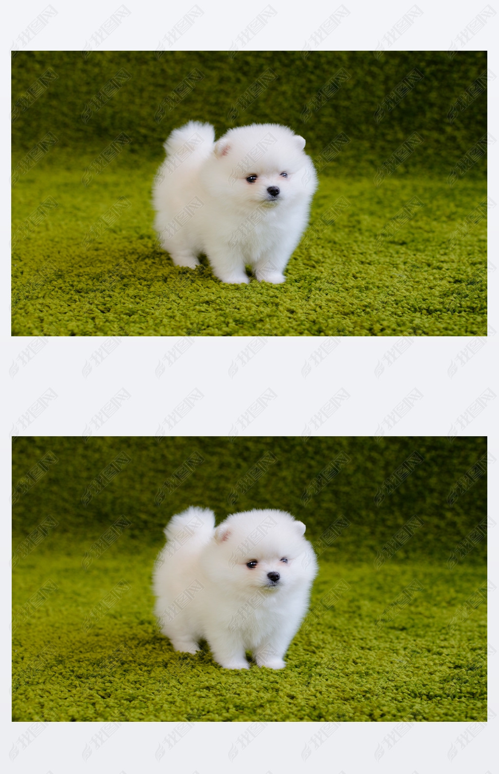 钱包里的狗狗币怎么卖_tp钱包怎么放狗狗币_狗狗币放钱包有分红吗