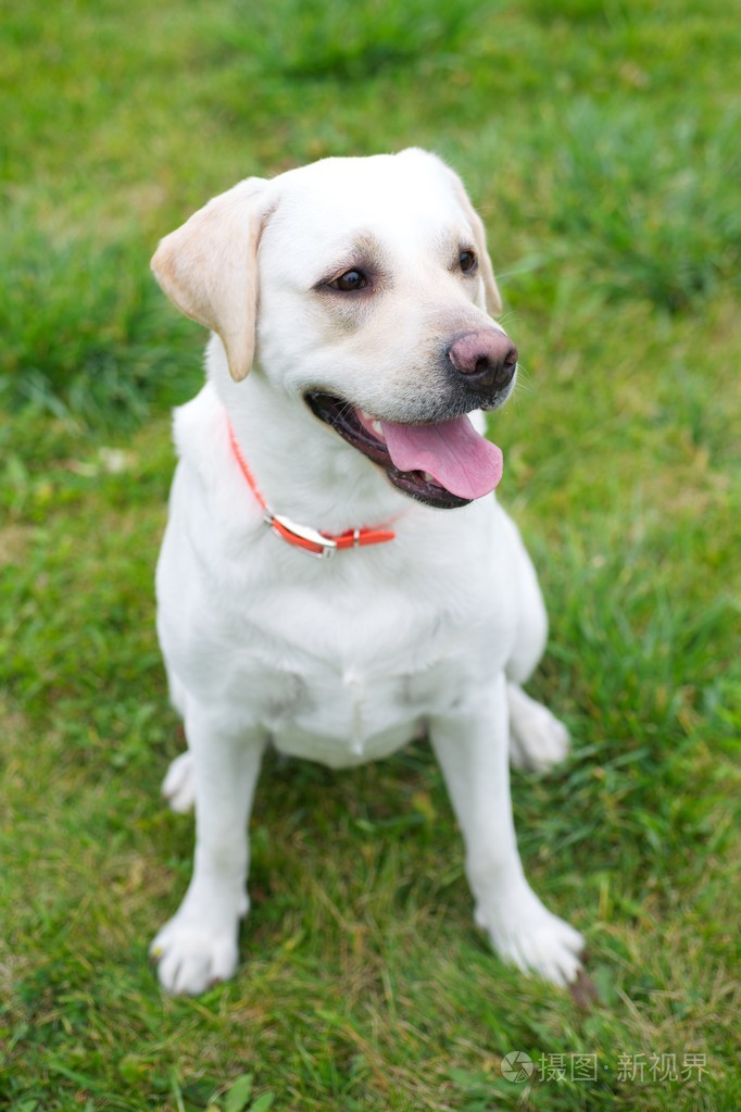 TP钱包买宝贝狗-TP钱包VS买宝贝狗：安全性PK用户体验，你更看重哪个？