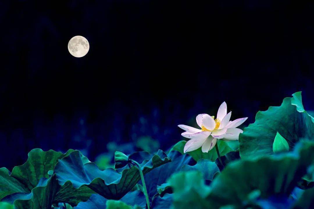 春丽图片_春丽_春丽技能叫什么