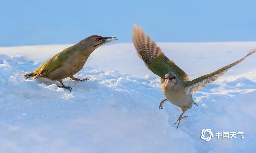 啾怎么读_蛮啾_啾小妍