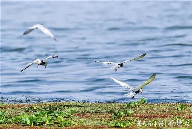 啾小妍_蛮啾_啾怎么读