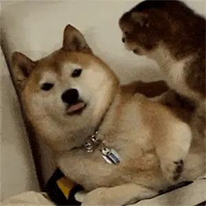 抖音一起看视频_抖音看视频怎么听原声_播放抖音