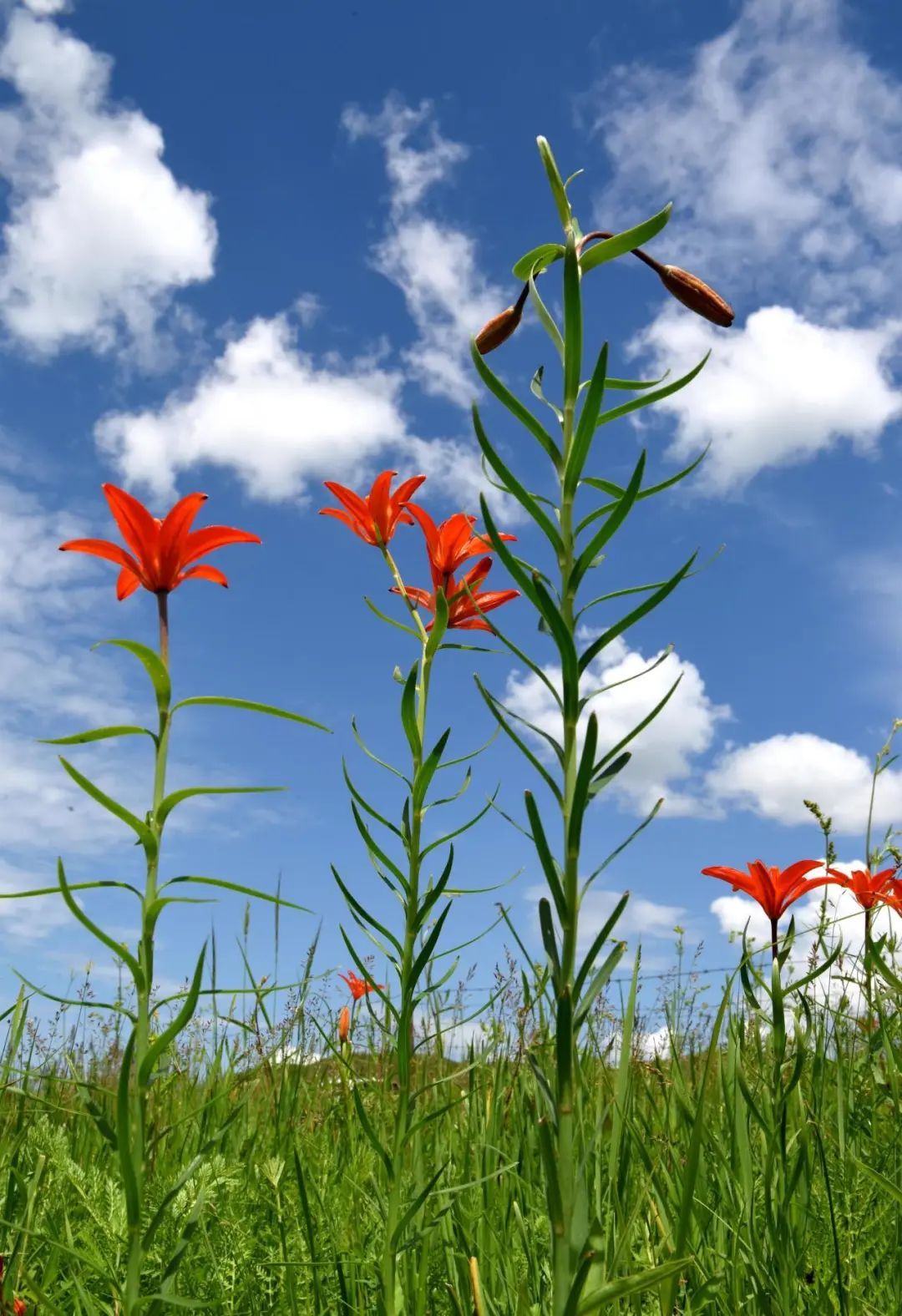 山冈百合_山百合与百合区别_山百合有毒吗