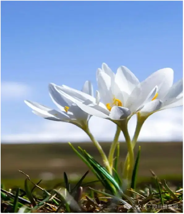 山冈百合_山百合与百合区别_山百合有毒吗