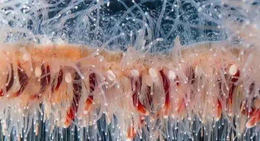 鲸鱼原声_鲸鱼配音_鲸的配音