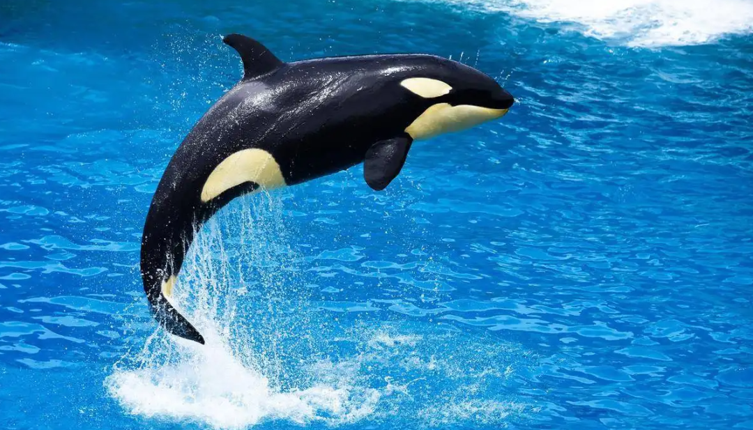 最大的鲸是什么鲸_鲸化龙_化鲸