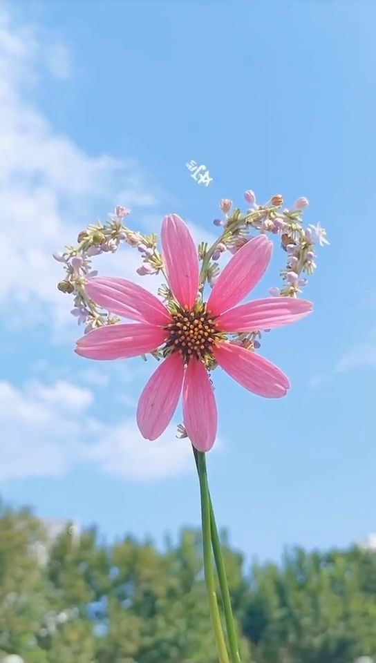 阿雅的歌曲_阿雅微博_阿雅