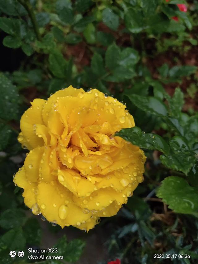 黄梅时节什么意思_时节黄梅雨_黄梅时节