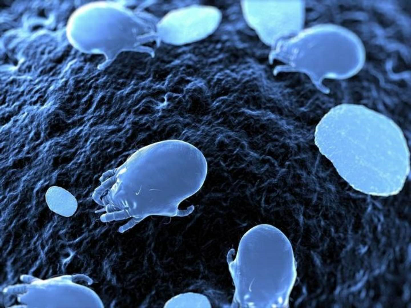 双盘吸虫_蜗牛寄生虫双盘吸虫_盘吸虫图片