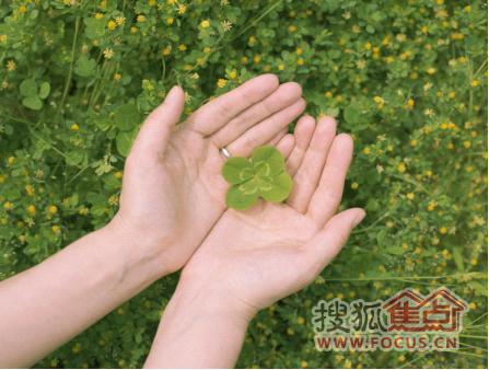 四叶天代理_四叶_四叶草的寓意和象征