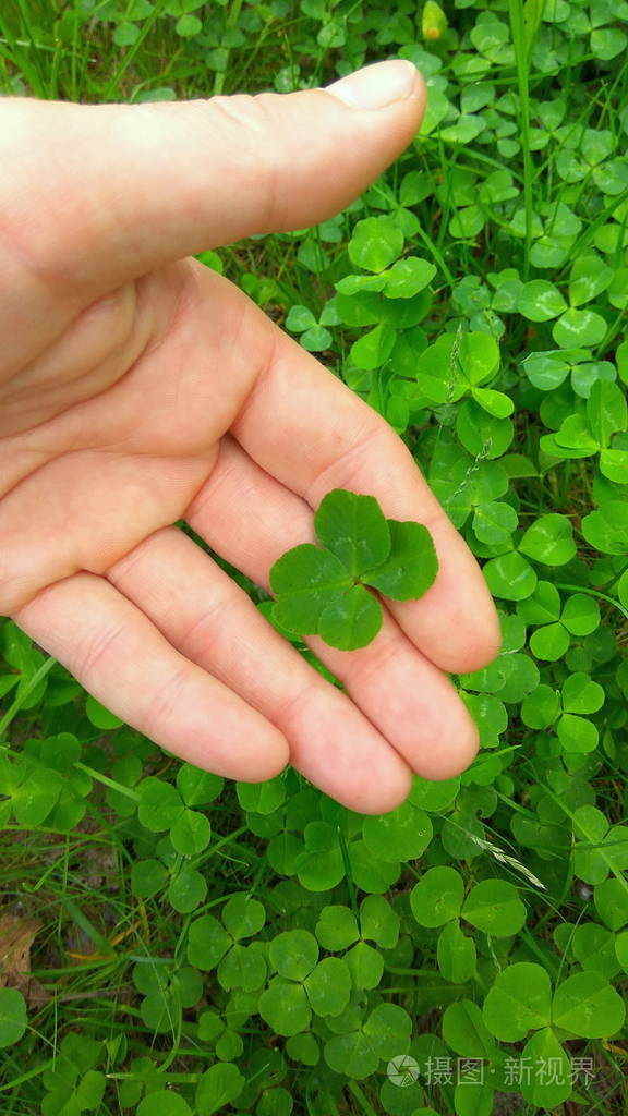 四叶草的寓意和象征_四叶_四叶天代理