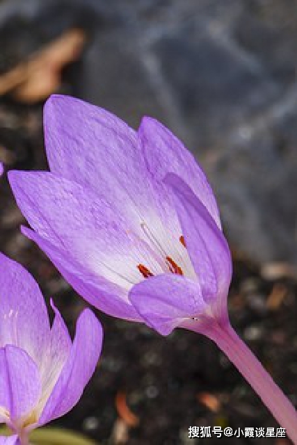 沈岩松_沈岩_沈岩浙一医院擅长什么