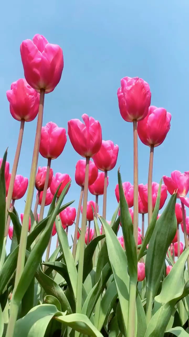 莉莉西亚_西莉亚的电脑_莉西亚迪