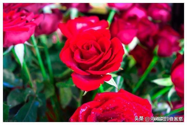 算命说天年有限什么意思_有天什么意思_2022年一共有多少天