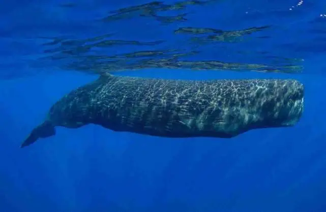 尼斯湖水怪之深海传说_尼斯湖水怪深水传说2_尼斯湖怪:深水传说