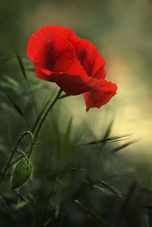 暗黑桃花源葬花攻略_葬花：暗黑桃花源_解读暗黑桃花源