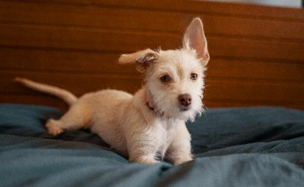 微信公众号一天怎么发第二次_一天能发几次微信公众号_微信公众号一天发2次