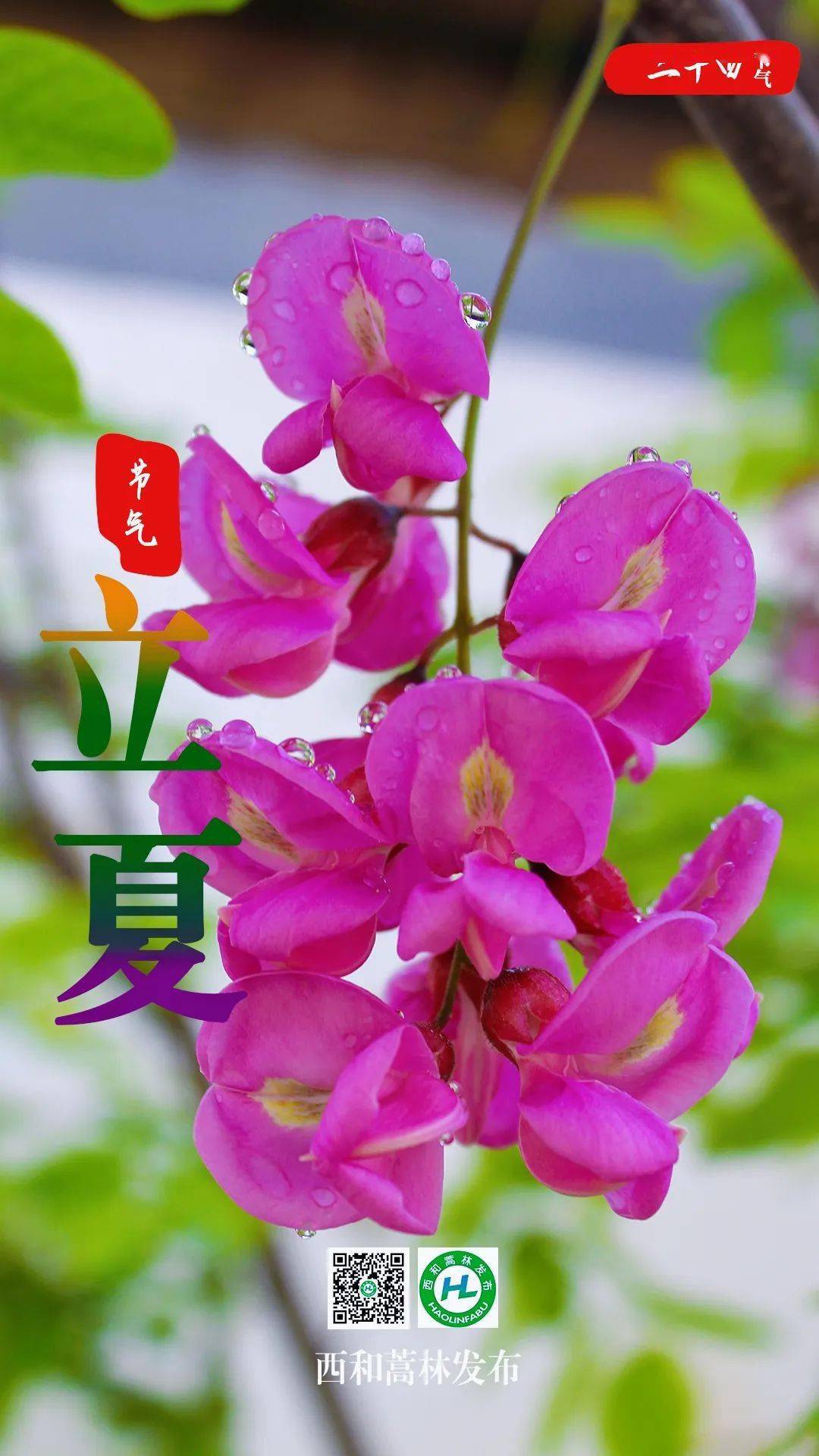 立夏一候_立夏一候_立夏一候