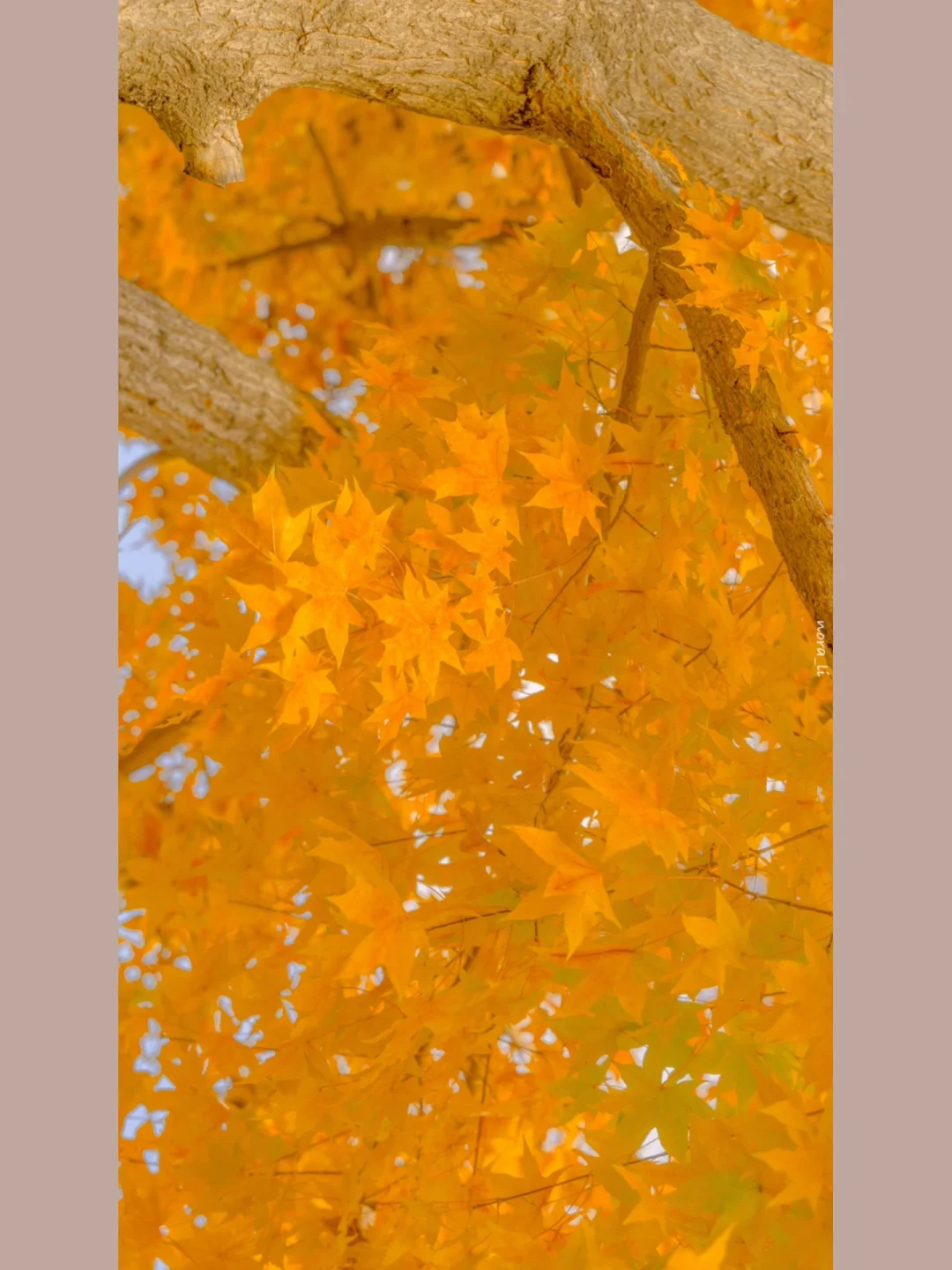 诚士郎鸫结局_诚士郎鸫怎么读_鸫诚士郎