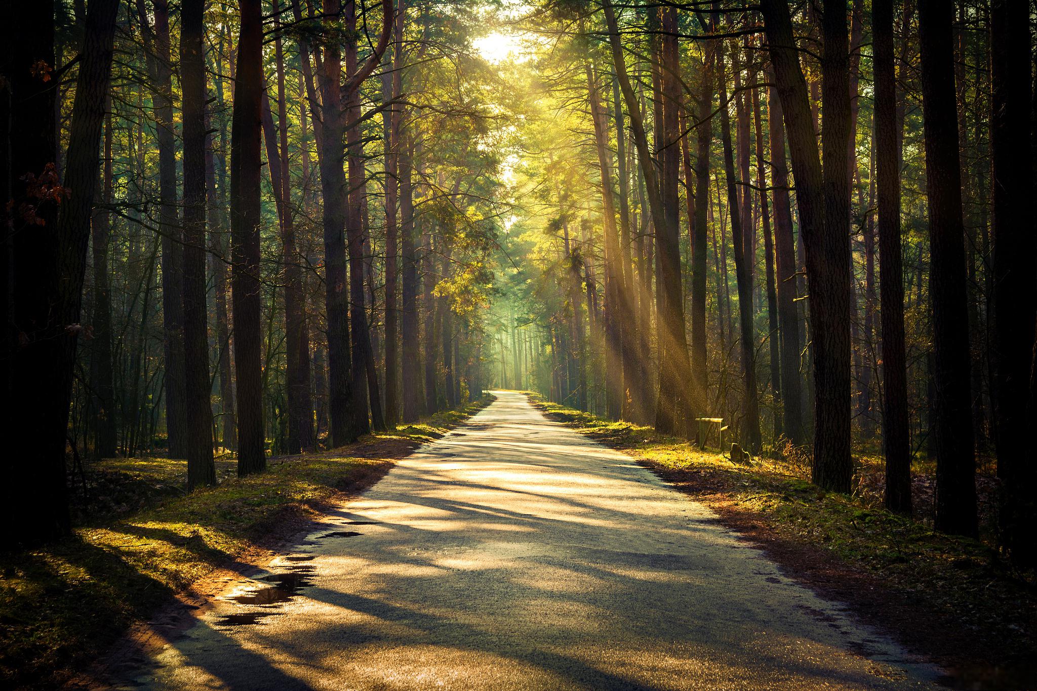 樱庭一树_樱庭一树_樱庭一树